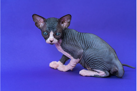 Adorable kitten of Canadian Sphynx, an Animal Photo by Alexander-Piragis