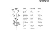Plant Growth Stages, an Education Illustration by Ilia Design (Thumbnail 9 of 11)