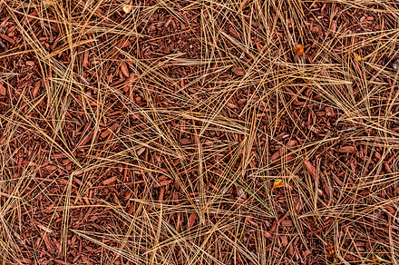 Pine needles autumn background