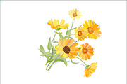 Vector object brushes. Calendula, a Brush Add-On by Peolla (Thumbnail 3 of 16)