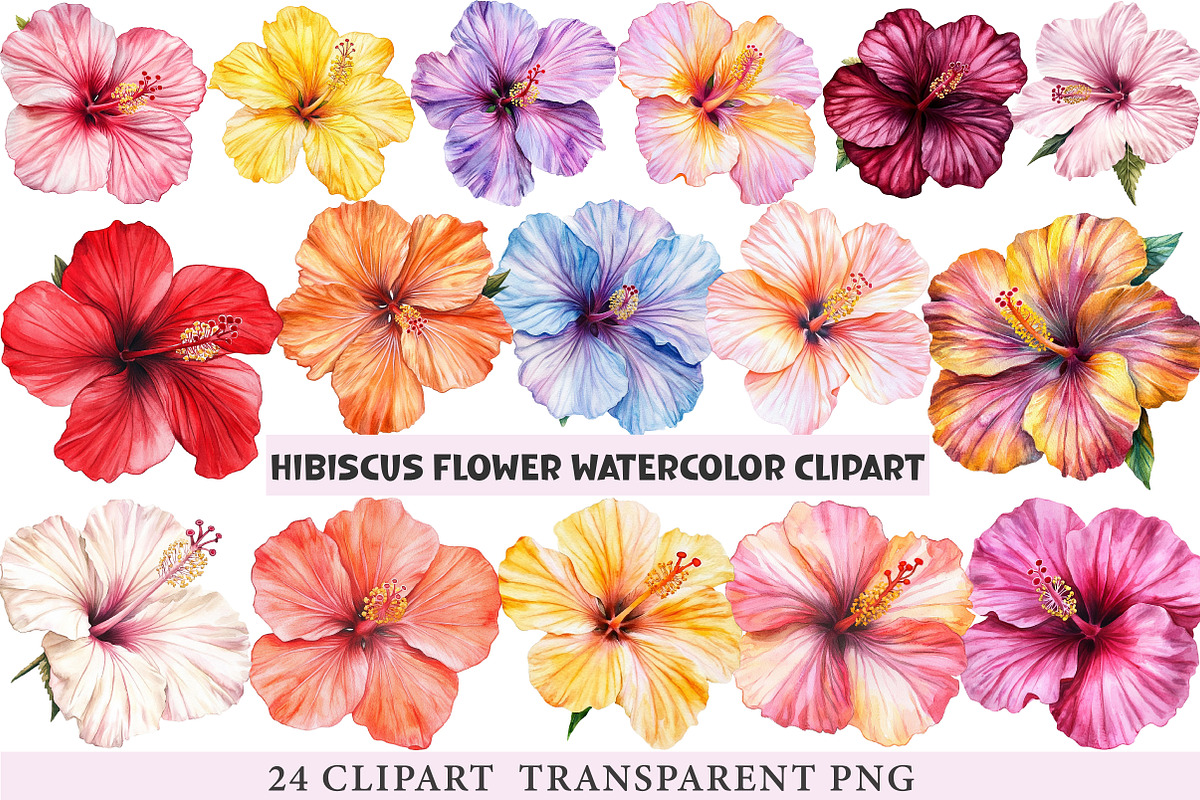 Hibiscus Flower Watercolor ClipArts, an Illustration by cherrydesign (Photo 1 of 3)