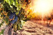 9 Landscape Color Explosion Presets, a Preset Add-On by Timeless Presets (Thumbnail 10 of 12)