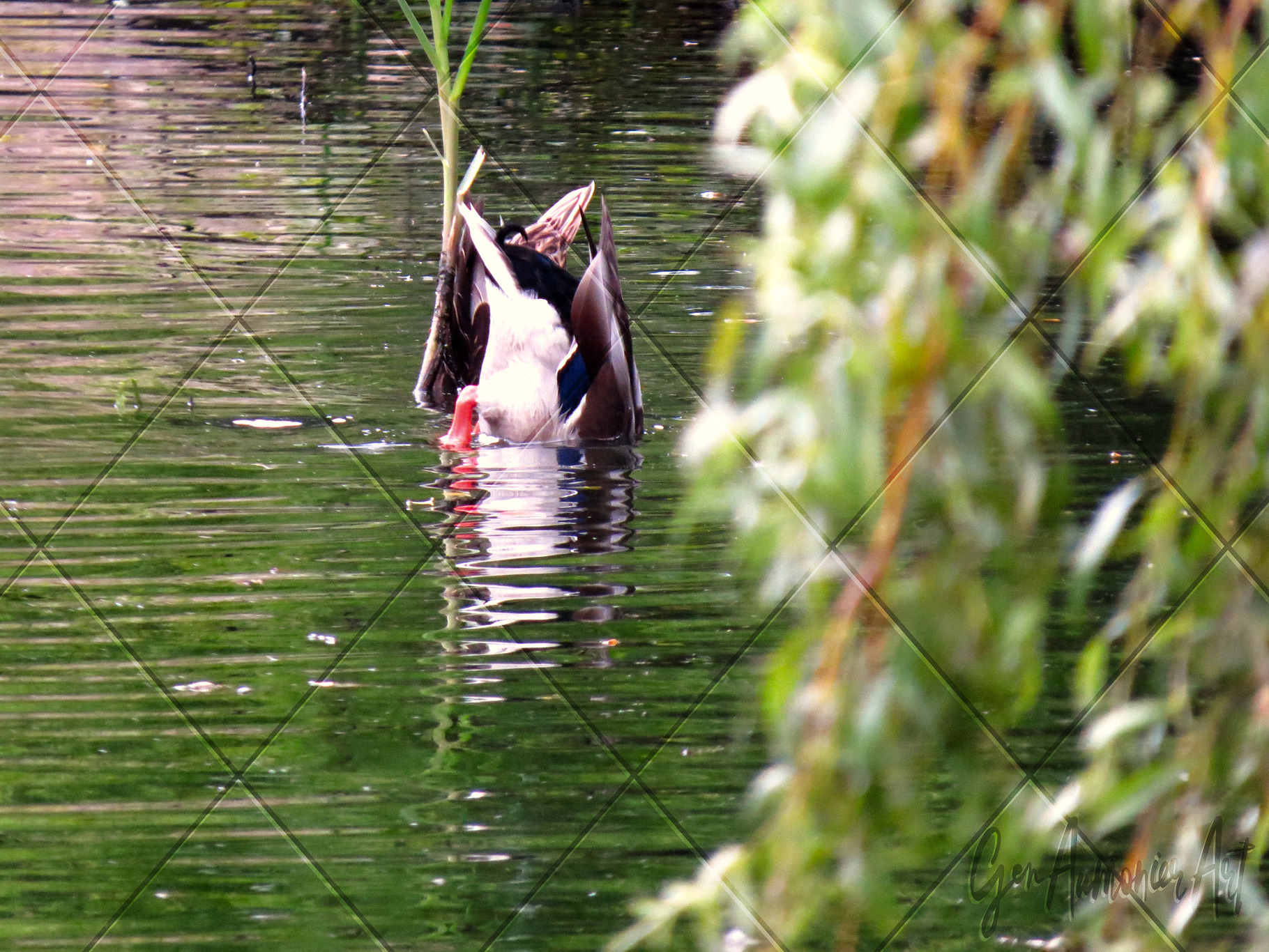 Bobbing Duck Willow Photograph, an Animal Photo by Gen Aumonier