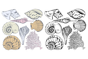 Sea Shells Set