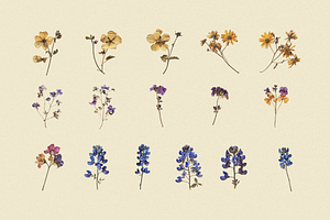 Wilde Flowers Herbarium Collection