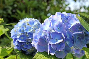 Blue hydrangea featuring flower, blue hydrangea, and hydrangea