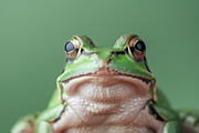104 Frogs, an Animal Photo by Handmadefont (Thumbnail 11 of 17)