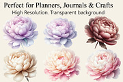 Watercolor Peonies Flowers Clipart, an Illustration by Libby Wishes (Thumbnail 2 of 3)