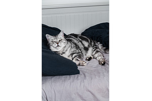 British shorthair cat sleeps in bed, an Animal Photo by MAnuta