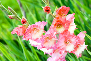 Gladiolus on green grass background, a Nature Photo by BOOCYS