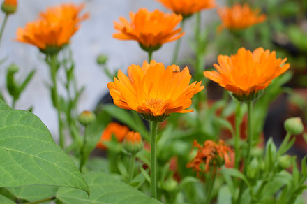 Calendula stock photo