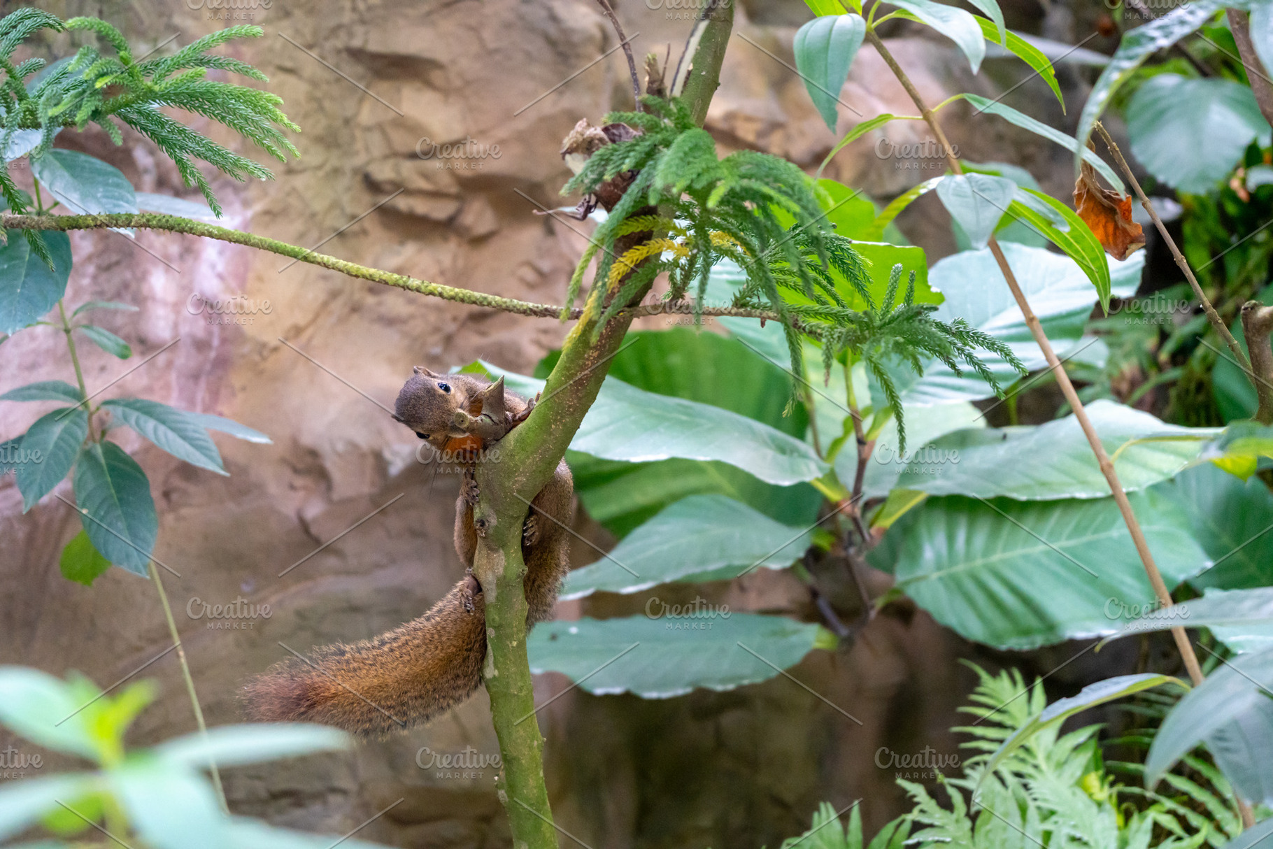 Wild plantain squirrel on a tree branch in tropical forest, a Nature Photo by GoodGoods