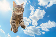 116 Flying animals, an Animal Photo by Handmadefont (Thumbnail 41 of 119)