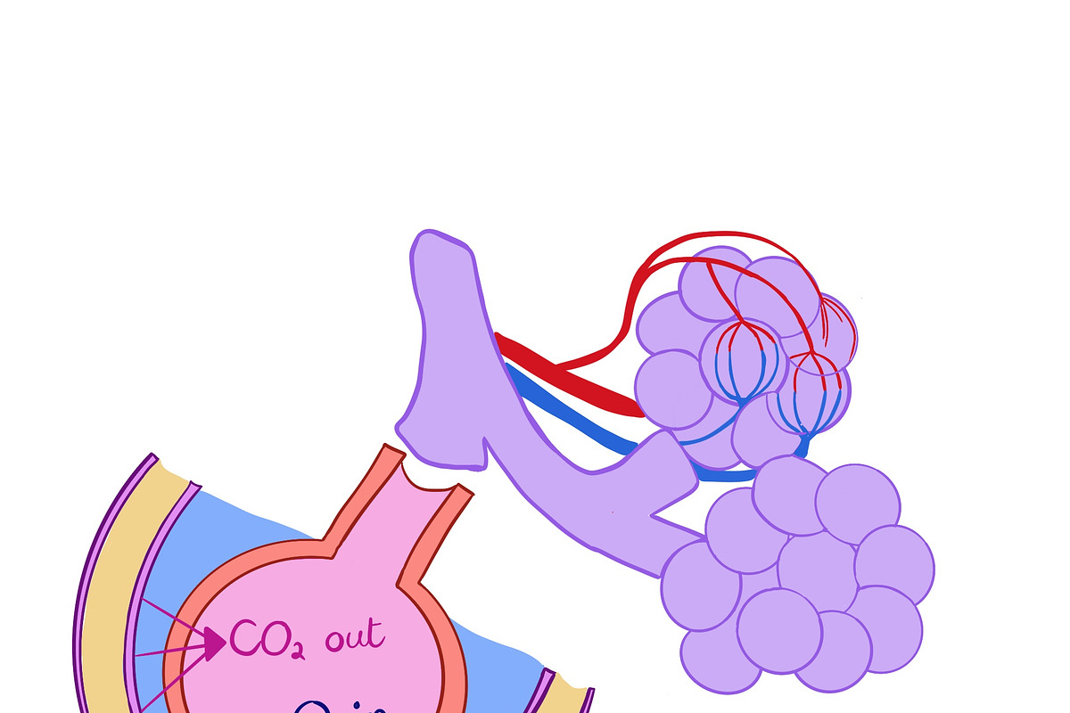 Biology & Anatomy goodnotes stickers, an Education Illustration by Noorist (Photo 16 of 32)