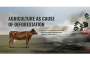Vector Realistic Deforestation Set, an Animal Illustration by Zonda (Thumbnail 8 of 12)