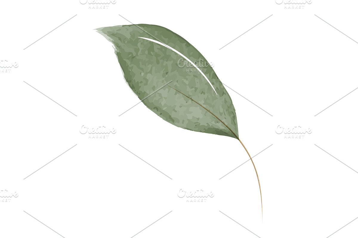 Green watercolor leaf on a plain, an Object Illustration by okskukuruza