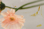Pressed Flower Paper Effects, a Layer Style Add-On by Kaleriia (Thumbnail 21 of 21)