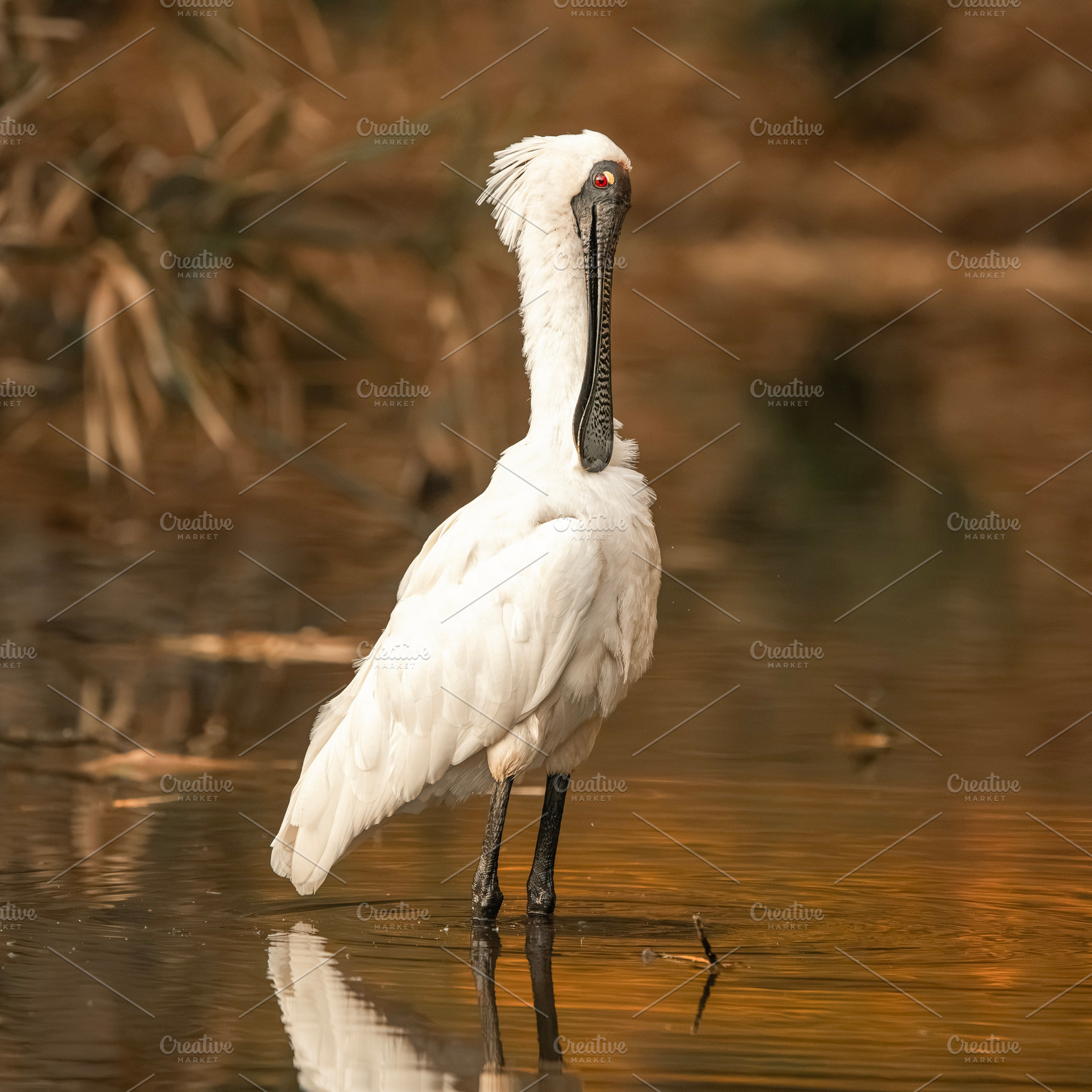 Royal Spoonbill, an Animal Photo by Rob D Animal Photography