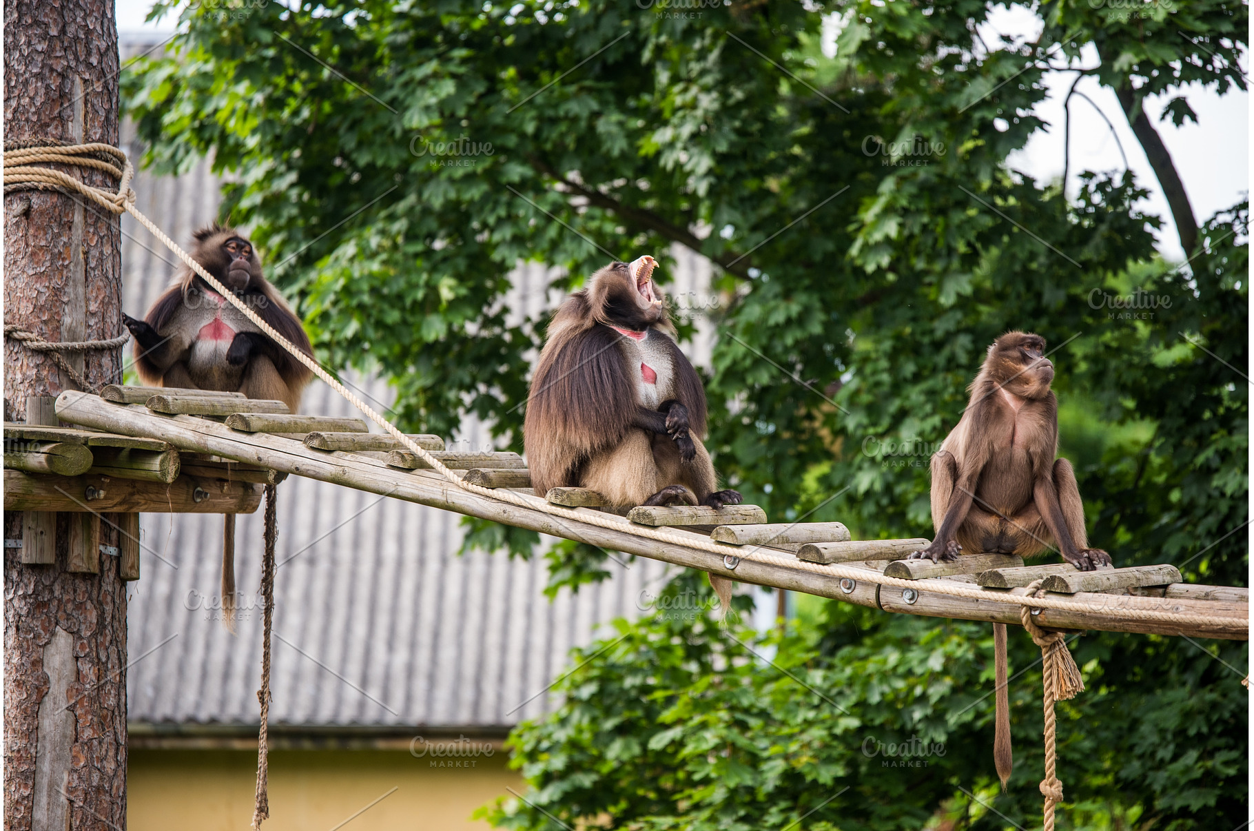 Gelada baboon Theropithecus gelada, an Animal Photo by COLORFUL