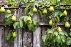 Pears thrive on a wooden trellis, a Photo by Pavel_design