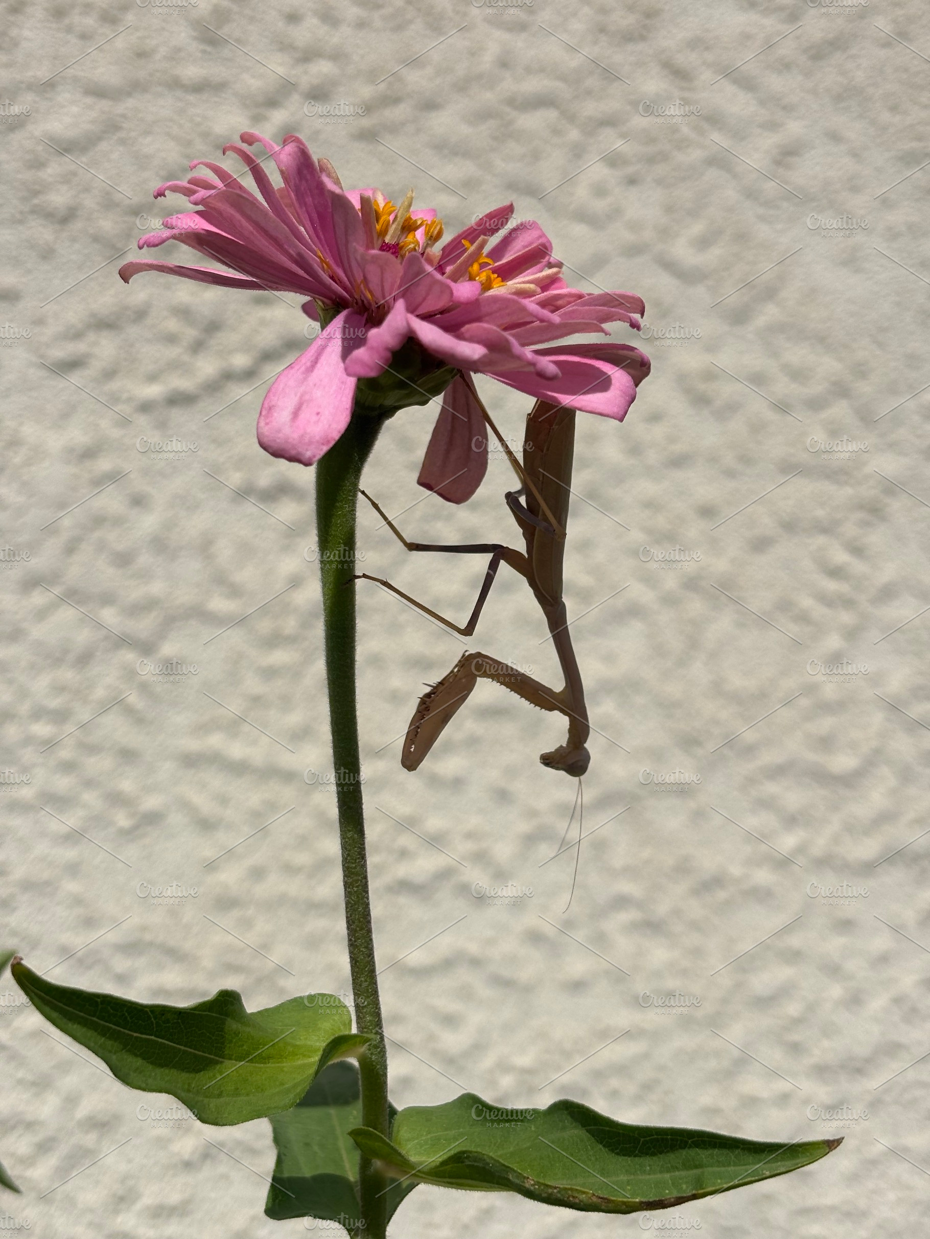 Praying Mantis on a Pink Zinnia, an Animal Photo by lizzyad