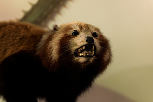 Red panda, Ailurus fulgens, also known as the lesser panda stuff, an Animal Photo by Bepslabor