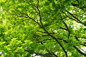 Oak Tree In Forest