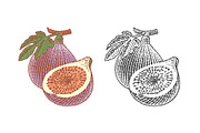 Fresh, ripe figs, a Food Illustration by Irina Trusova (Thumbnail 1 of 3)