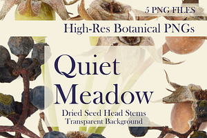 Quiet Meadow — Dried Seed Head Stems