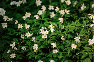 White anemone flowers growing in, a Nature Photo by Nature and travel