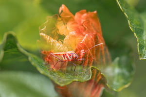 Fork-banded Cotton Bug
