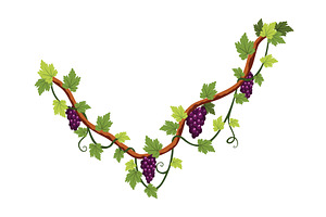 Grape bunch. Cluster of berries and, a Food Illustration by the8monkey