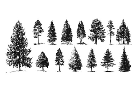 Pines sketch. Isolated pine tree, an Object Illustration by Valerie Bodnar