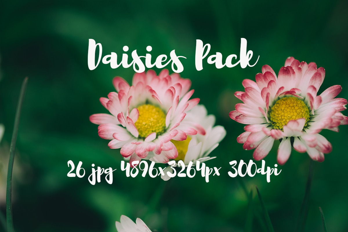 Daisies Pack, a Templates & Theme by ApertureVintage (Photo 12 of 14)