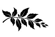 Botanical Leaf Silhouette Bundle, an Illustration by yasushie (Thumbnail 14 of 51)
