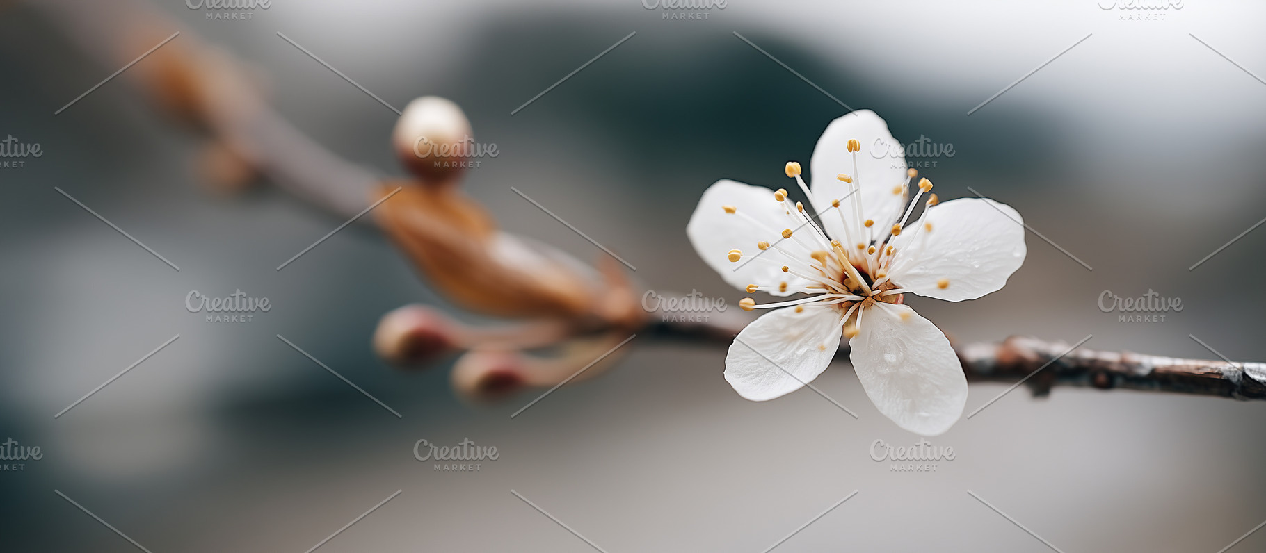 Delicate white cherry blossom with, a Nature Photo by MistyDay