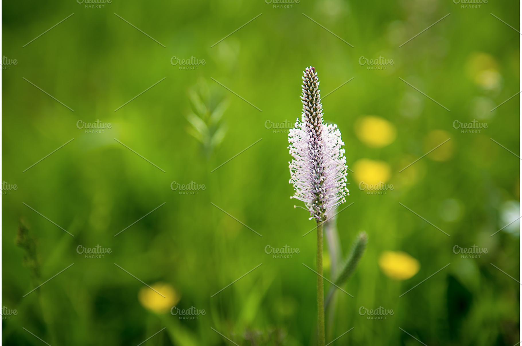 Spring white flowers, a Nature Photo by Nature and travel