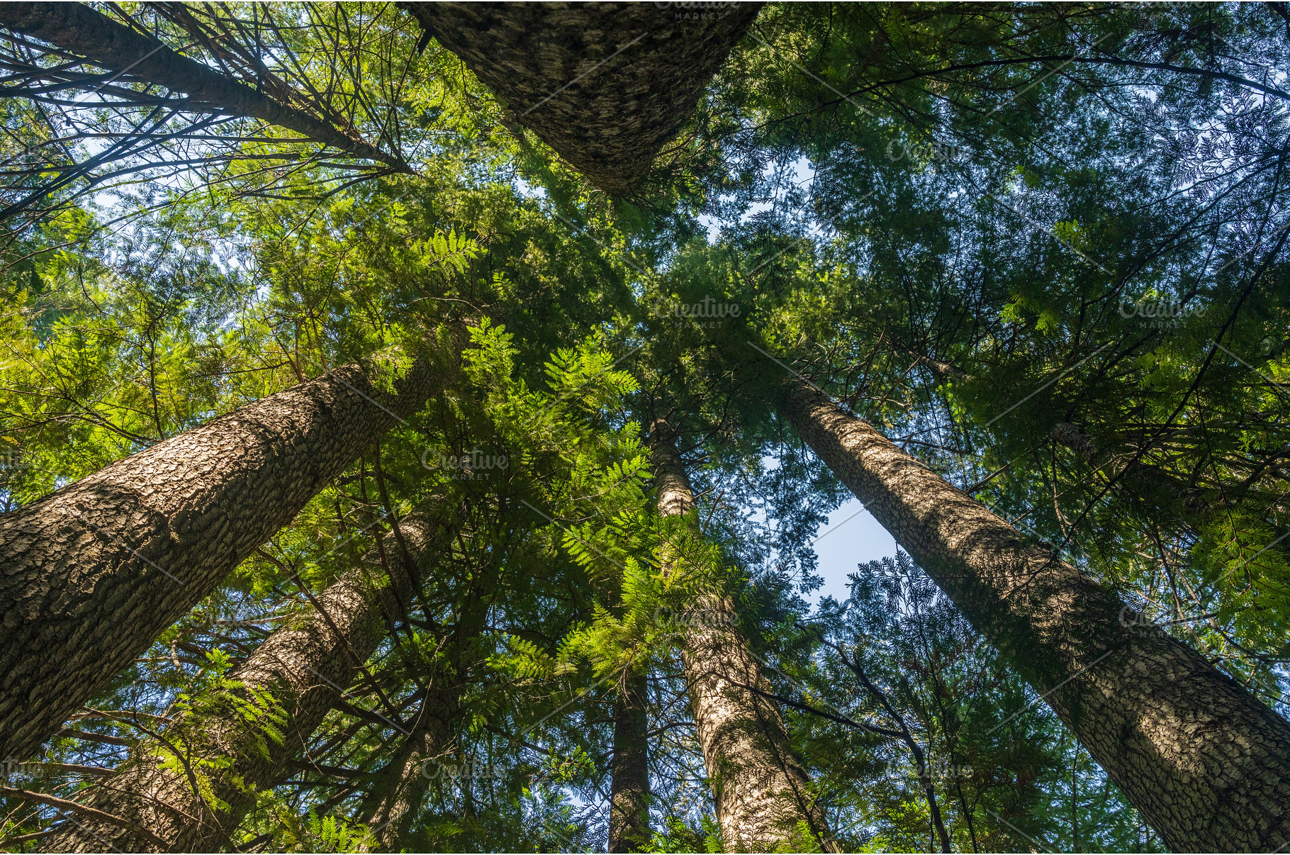 Tall fir or spruce trees in, a Nature Photo by Backyard Stock