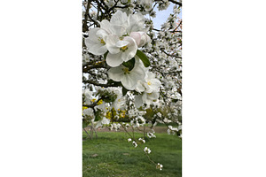 Close-up of blooming white apple, a Photo by tilialucida