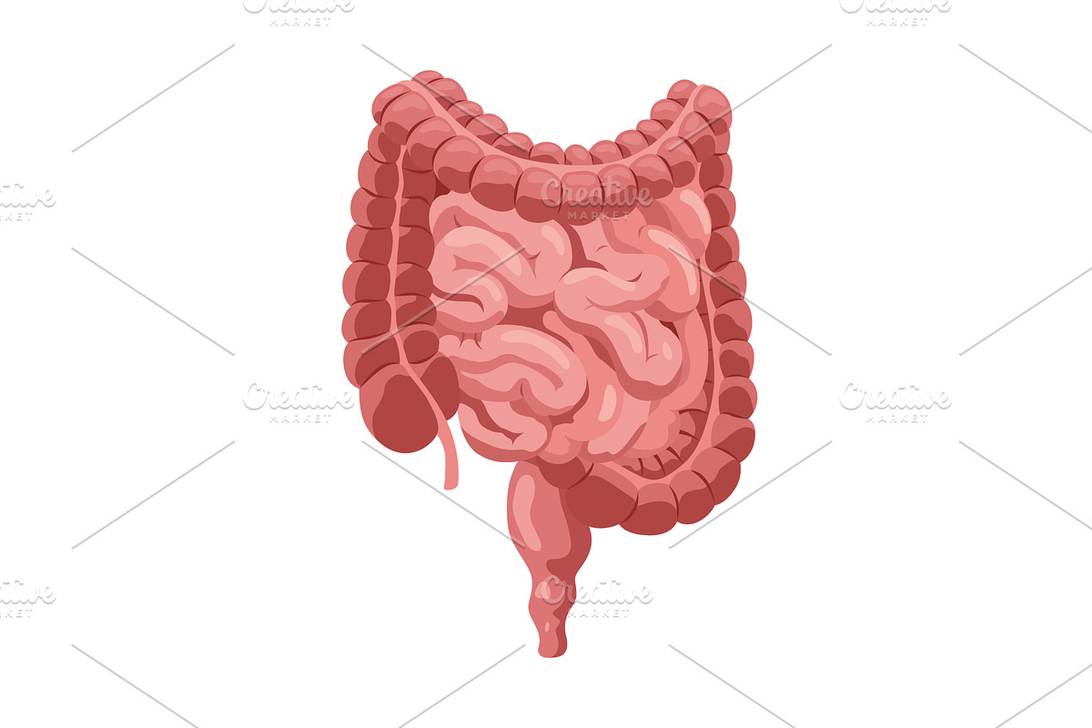 Smooth muscles tissue with, an Illustration by Things for designers