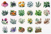 Medicinal Herbs Clipart, an Illustration by CreationArt (Thumbnail 2 of 3)