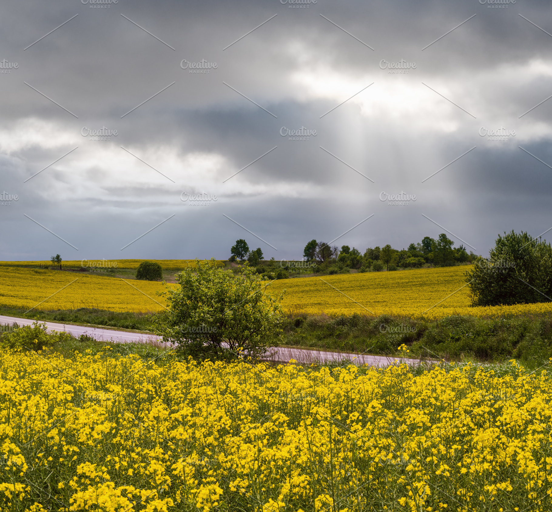 Spring rapeseed yellow blooming fields and cloudy sky with sunra, a Nature Photo by YuriyB