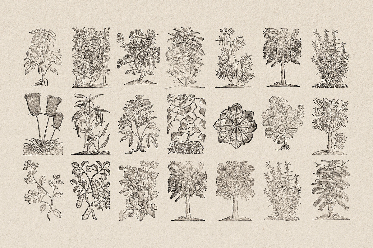 Botanical Illustrations Vol.3, an Illustration by Nomad Visuals