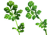 Cilantro, an Object Graphic by Hortimages (Thumbnail 2 of 2)