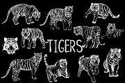 Tigers, an Animal Illustration by Ecaterina Sciuchina (Thumbnail 2 of 5)