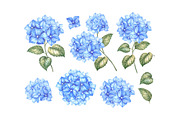 Watercolor Clipart Hydrangea flowers, a Decorative Illustration by Kotkoa (Thumbnail 2 of 12)