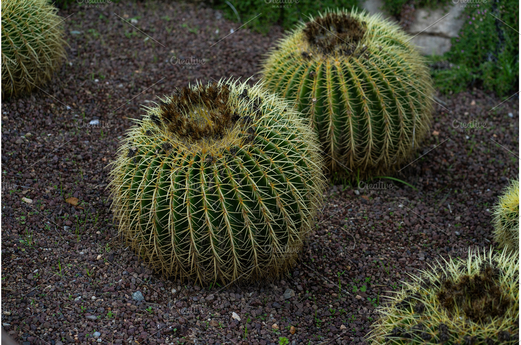 Golden barrel cacti growing in dark, a Nature Photo by volodymyrshtun13795