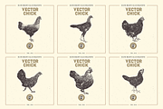 VECTOR CHICK HAND DRAWN BUNDLE VOL25, an Animal Illustration by pawellpi (Thumbnail 3 of 9)