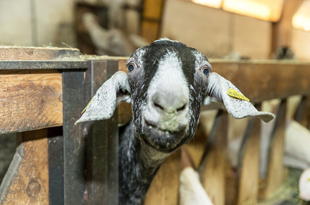Little goat, an Animal Photo by KYNA STUDIO