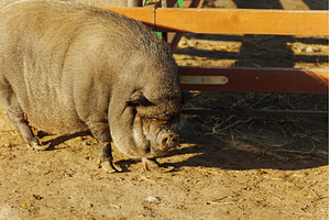 A curious pig forages through the, an Animal Photo by darksoul72